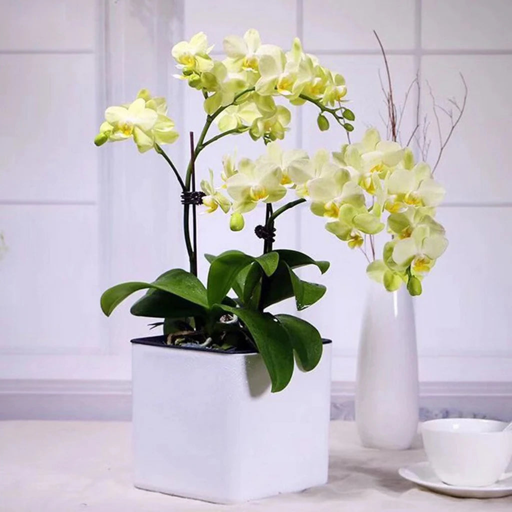 GoDesign SELF-WATERING SQUARE PLANTER