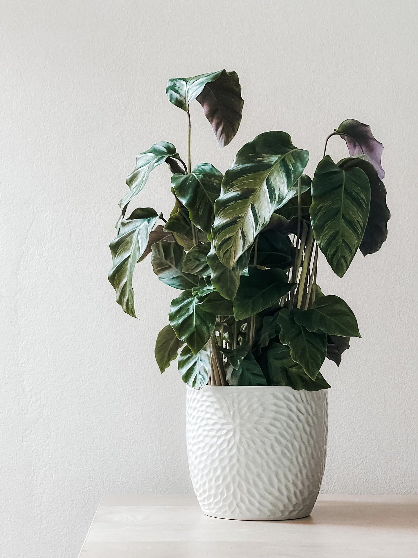 PLANTERS